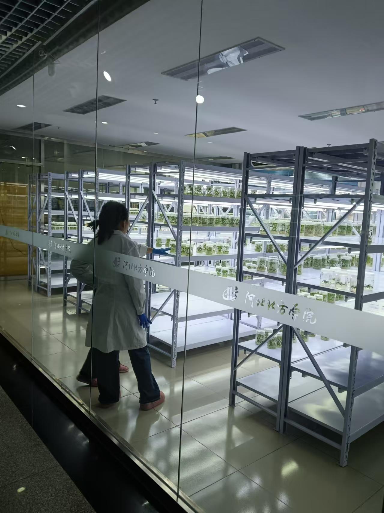 津南植物组培室设计的基本布局有哪些？